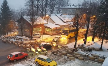 Čak 75 odsto kontrola neuredno: Komunalna policija otkrila brojne nepravilnosti u držanju životinja u Kotor Varošu